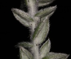 Amphithalea phylicoides