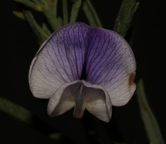 Psoralea forbesiae