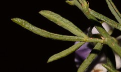 Psoralea forbesiae