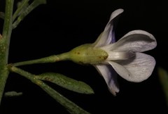 Psoralea forbesiae