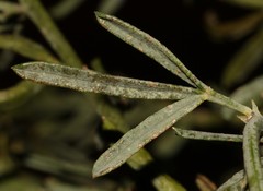 Psoralea forbesiae