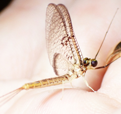 Ephemera orientalis