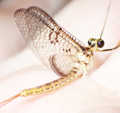 Ephemera orientalis