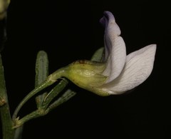 Psoralea forbesiae