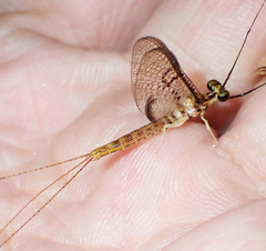 Ephemera orientalis