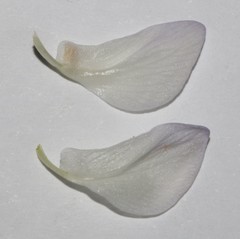 Psoralea forbesiae