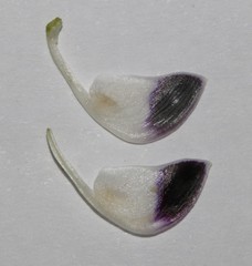 Psoralea forbesiae