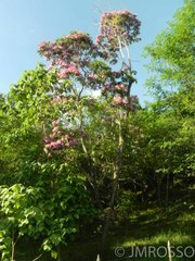 Wittmackanthus stanleyanus