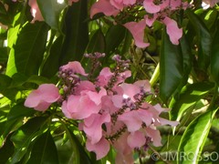 Wittmackanthus stanleyanus