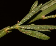 Psoralea forbesiae