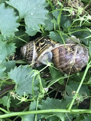 Cornu aspersum