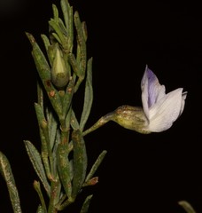 Psoralea forbesiae