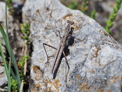 Bolivaria brachyptera