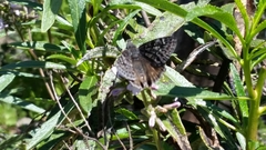 Erynnis persius