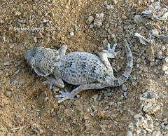 Tarentola chazaliae