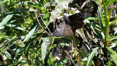 Erynnis persius