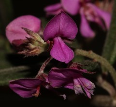 Indigofera sp9