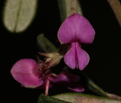 Indigofera sp9