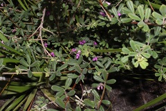 Indigofera sp9