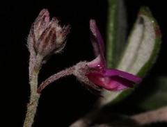 Indigofera sp9