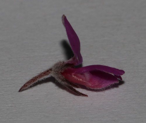 Image of Indigofera outrampsii by (c) Brian du Preez, some rights reserved (CC BY-SA)