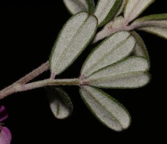 Indigofera sp9