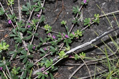 Indigofera sp9