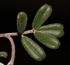 Indigofera sp9