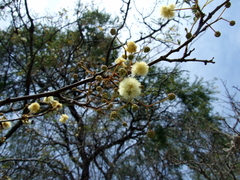 Anadenanthera colubrina cebil