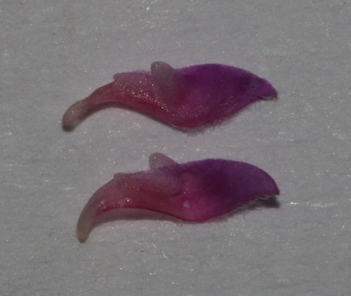 Image of Indigofera outrampsii by (c) Brian du Preez, some rights reserved (CC BY-SA)