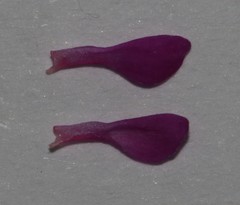 Indigofera sp9