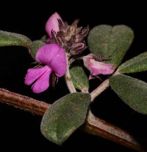Image of Indigofera outrampsii by (c) Brian du Preez, some rights reserved (CC BY-SA)