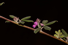 Indigofera sp9