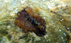 Pseudoceros maximus