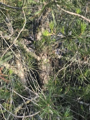 Pinus remota