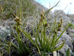 Chamorchis alpina