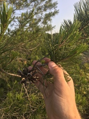 Pinus remota