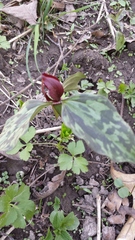 Trillium recurvatum