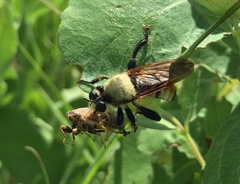 Laphria vorax