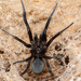 Filistatidae - Photo (c) Clayton Bownds, μερικά δικαιώματα διατηρούνται (CC BY-NC), uploaded by Clayton Bownds