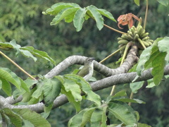 Saltator striatipectus
