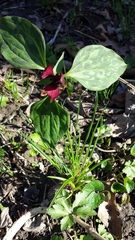 Trillium recurvatum