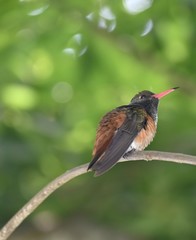 Amazilis amazilia amazilia