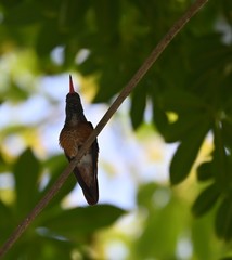 Amazilis amazilia amazilia