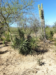 Yucca capensis
