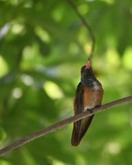 Amazilis amazilia amazilia