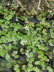 Ranunculus omiophyllus