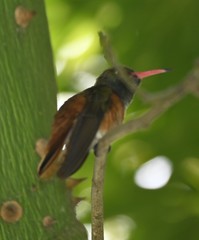 Amazilis amazilia amazilia