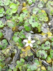 Ranunculus omiophyllus