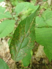 Stigmella villosella
